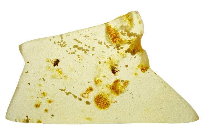 Polished Colombian Copal ( g) - Contains Termite & Beetles! #355401